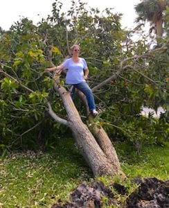 Freshly fallen mango tree in our front yard. Hurricane Irma